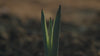 Agave plant in its early life